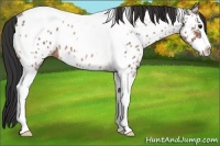 Horse Color:Bay Ice Splash Tobiano Near Leopard 