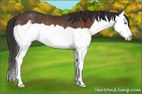 Horse Color:Bay Splash Appaloosa Rabicano