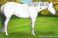 Horse Color:Black Ice Splash Tobiano 