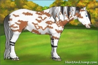 Horse Color:White Spotted Bay Splash Tobiano 