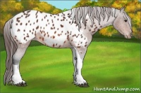 Horse Color:Bay Sabino Tobiano Appaloosa 