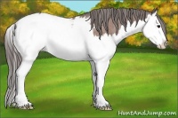 Horse Color:Bay Splash Appaloosa 