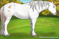 Horse Color:Amber Champagne Splash Appaloosa 