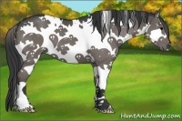 Horse Color:White Spotted Grullo Splash 