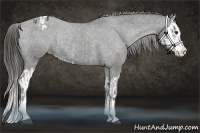 Horse Color:Liver Chestnut Sabino Splash Appaloosa  and Liver Chestnut Sabino Splash Appaloosa Rabicano 