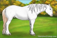 Horse Color:Bay Splash Tobiano Appaloosa