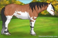 Horse Color:Bay Sabino Splash Rabicano 