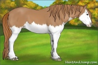 Horse Color:Chestnut Sabino Splash 