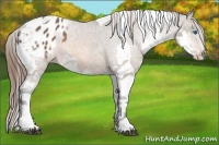 Horse Color:Bay Sabino Splash Tobiano Appaloosa 
