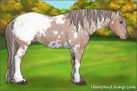 Horse Color:White Spotted Bay Appaloosa 
