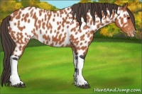 Horse Color:Bay Tobiano Near Leopard 