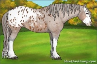 Horse Color:Bay Splash Appaloosa