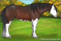 Horse Color:Bay Sabino Splash 