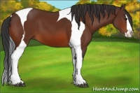 Horse Color:Bay Sabino Splash Tobiano