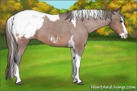 Horse Color:Bay Splash Tobiano Appaloosa Rabicano