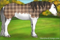 Horse Color:Plaid Brown Sabino Splash Rabicano