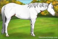 Horse Color:Bay Sabino Splash Tobiano Near Fewspot Rabicano
