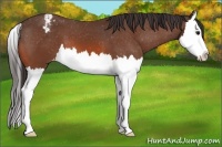 Horse Color:Bay Sabino Splash Appaloosa 