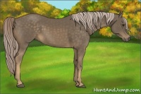 Horse Color:Chocolate Palomino 