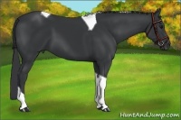 Horse Color:Black Tobiano 