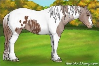 Horse Color:Chestnut Tobiano Appaloosa 