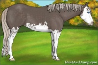 Horse Color:Silver Black Splash