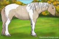 Horse Color:Palomino Roan Tobiano