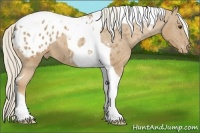Horse Color:Palomino Tobiano Appaloosa