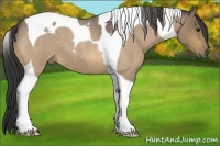 Horse Color:Buckskin Roan Tobiano 