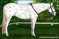 Horse Color:Chestnut Appaloosa 