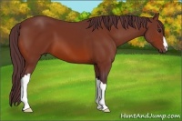 Horse Color:Chocolate Bay 