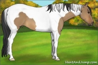 Horse Color:Bay Dun Tobiano 