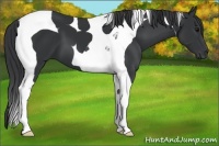 Horse Color:Black Tobiano 