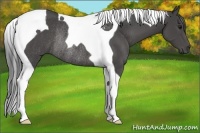 Horse Color:Smoky Black Tobiano Rabicano