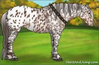 Horse Color:Liver Chestnut Appaloosa 