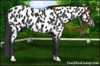 Horse Color:Black Near Leopard 