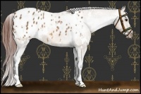 Horse Color:White Spotted Bay Dun Appaloosa 