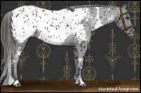 Horse Color:White Spotted Black Appaloosa 