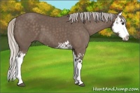 Horse Color:Silver Black Splash 