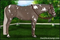 Horse Color:White Spotted Silver Black Sabino 