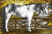 Horse Color:White Spotted Black Rabicano 