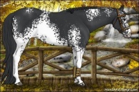 Horse Color:White Spotted Black