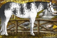Horse Color:White Spotted Black Sabino 