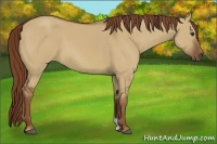 Horse Color:Red Dun 