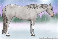 Horse Color:Liver Chestnut Tobiano Appaloosa 