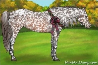 Horse Color:Brown Appaloosa 