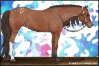 Horse Color:Bay Appaloosa 