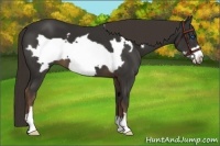 Horse Color:Liver Chestnut Frame 