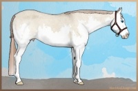 Horse Color:Bay Dun Sabino Splash Appaloosa 