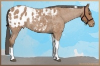 Horse Color:Buckskin Roan Tobiano Appaloosa Rabicano